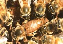 Reine lche par les abeilles