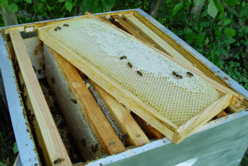 Un cadre rempli de miel.