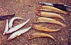 This is a picture of some sandeels that was caught off some costal area. You may start to wonder why these fishes are called 'Eels' when thet does not resemble one! One can always easily pick up a packet of this fishes from any local supermarkrt. If you look carefully at the price tag, these fishes are called 'Smelt' instead of sandeel. this fish, itself is a good bait for stingrays.