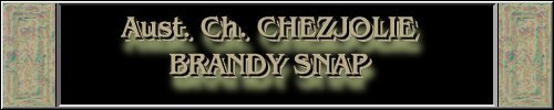 CLICK HERE
FOR DETAILS OF
CH. CHEZJOLIE BRANDY SNAP
~*~SNAPS~*~