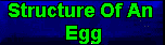 Structure Of An Egg