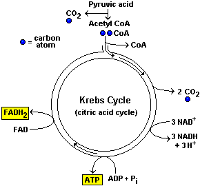 Summary of the Krebs Cycle