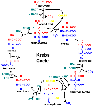 The TCA/Krebs Cycle