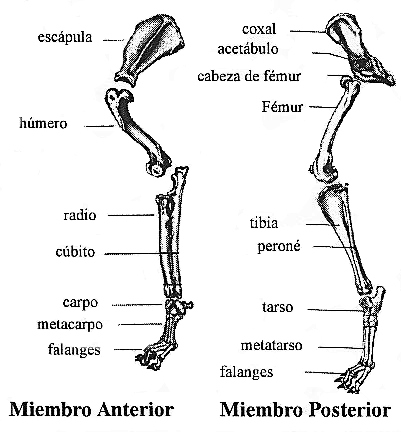 Miembro Posterior Patas Traseras