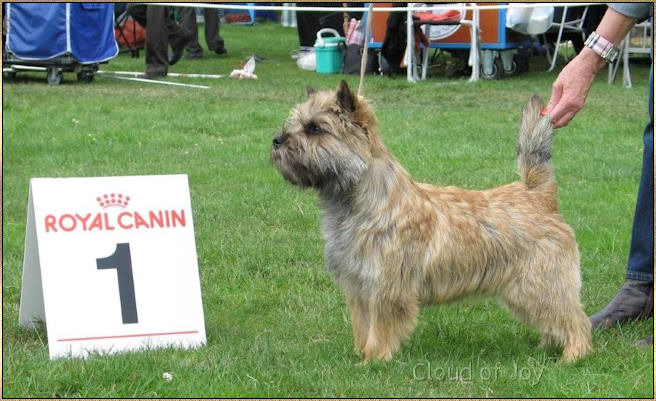 Cloud Of Joy Cairn Terriers