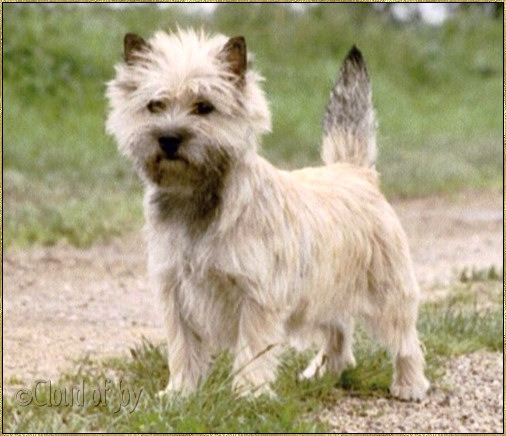 Cloud Of Joy Cairn Terriers