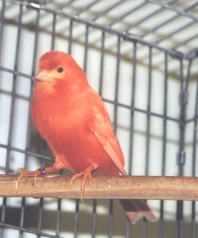 canary finch for sale