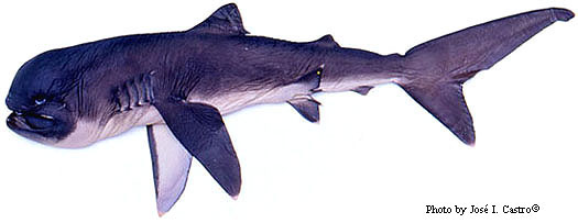 Mega mouth Basking Shark HD wallpaper