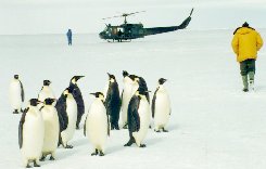Penguins and Helicopter