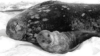 Leopard seal and Pup