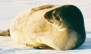 Weddle seal