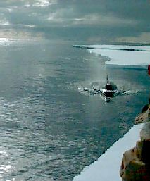 Orca at ice edge