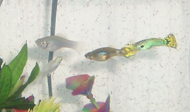 cobra guppies