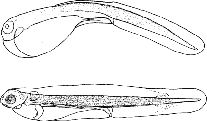 Butterfish Greenbone