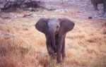 Elephant Calf in Okaukuejo, Etosha - Namibia