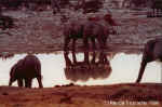 Elephants at Okaukuejo water hole during sunset - Namibia