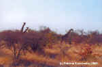 Giraffes in Etosha, Namibia