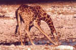 Giraffe drinking water in Etosha, Namibia