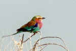 Lilac-breasted roller - the national bird of Botswana... in Etosha, Namibia