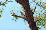 White-backed mousebird - Sossuvlei Camp, Namib Desert