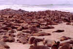 Fur seals at Cape Cross - Click to enlarge