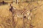 Curious zebra in Etosha, Namibia