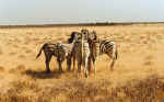 A zebra conference in Etosha, Namibia