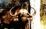 African water buffalo in Chobe, Botswana