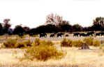 Elephant herd - Moremi, Botswana
