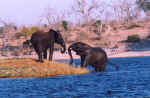 Elephants crossing the Chobe River, Botswana
