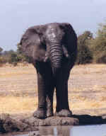 Elephant at my camp in Gomoti, Botswana