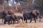 Elephant family in Moremi, Botswana
