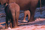 Baby elephant by the Chobe River - Botswana