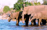 Pink elephants at Chobe River, Botswana