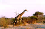 Giraffe in Chobe, Botswana