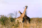 Curious giraffes in Chobe, Botswana