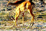 Impala in Chobe, Botswana