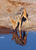 Black-backed jackal in Moremi, Botswana