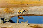 Jackal peacefully sharing water with others in Moremi, Botswana