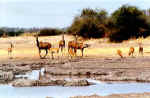 Kudus and impalas in Gomoti Camp, Botswana