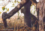 Leopard hiding behind a tree in Chobe, Botswana