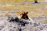 After the hunt - Gomoti, Botswana