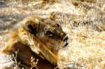 Lion in Chobe National Park, Botswana