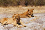 Lionesses in Moremi, Botswana  --After lunch--