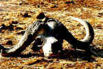 Dead African water buffalo in Chobe, Botswana