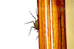 Wall spider in my hotel room - Maun, Botswana