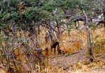 Wild Dogs in Gomoti - Botswana