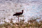 Abdim's Stork by the pond in Etosha, Namibia