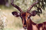 Black-faced impala close up - Etosha, Namibia