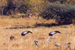 Wattle cranes in Chobe, Botswana